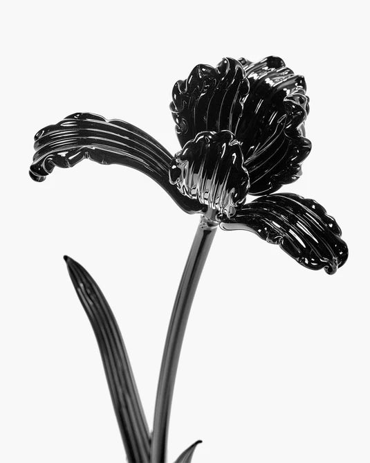 Fleur Tulipe noir Josephine
