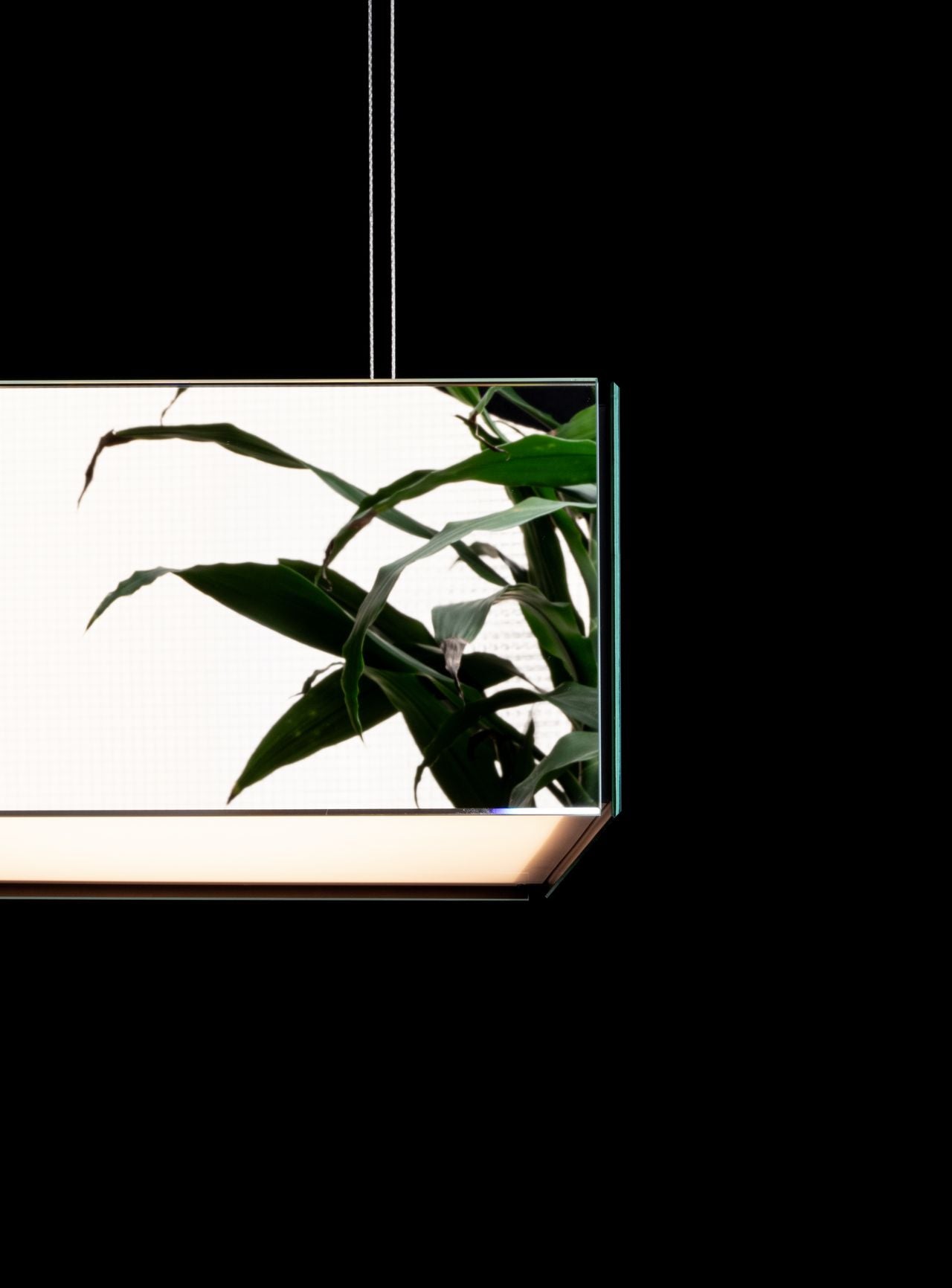 Ili Ili Coney Cone Suspension