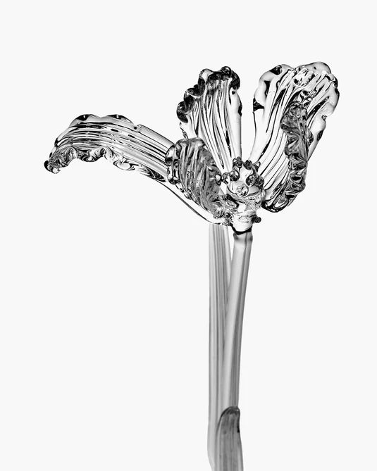 Josephine Transparante Tulp Bloem