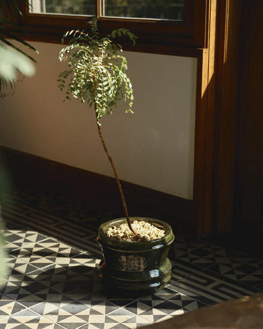 Mesa 01 S Dark Green Planter