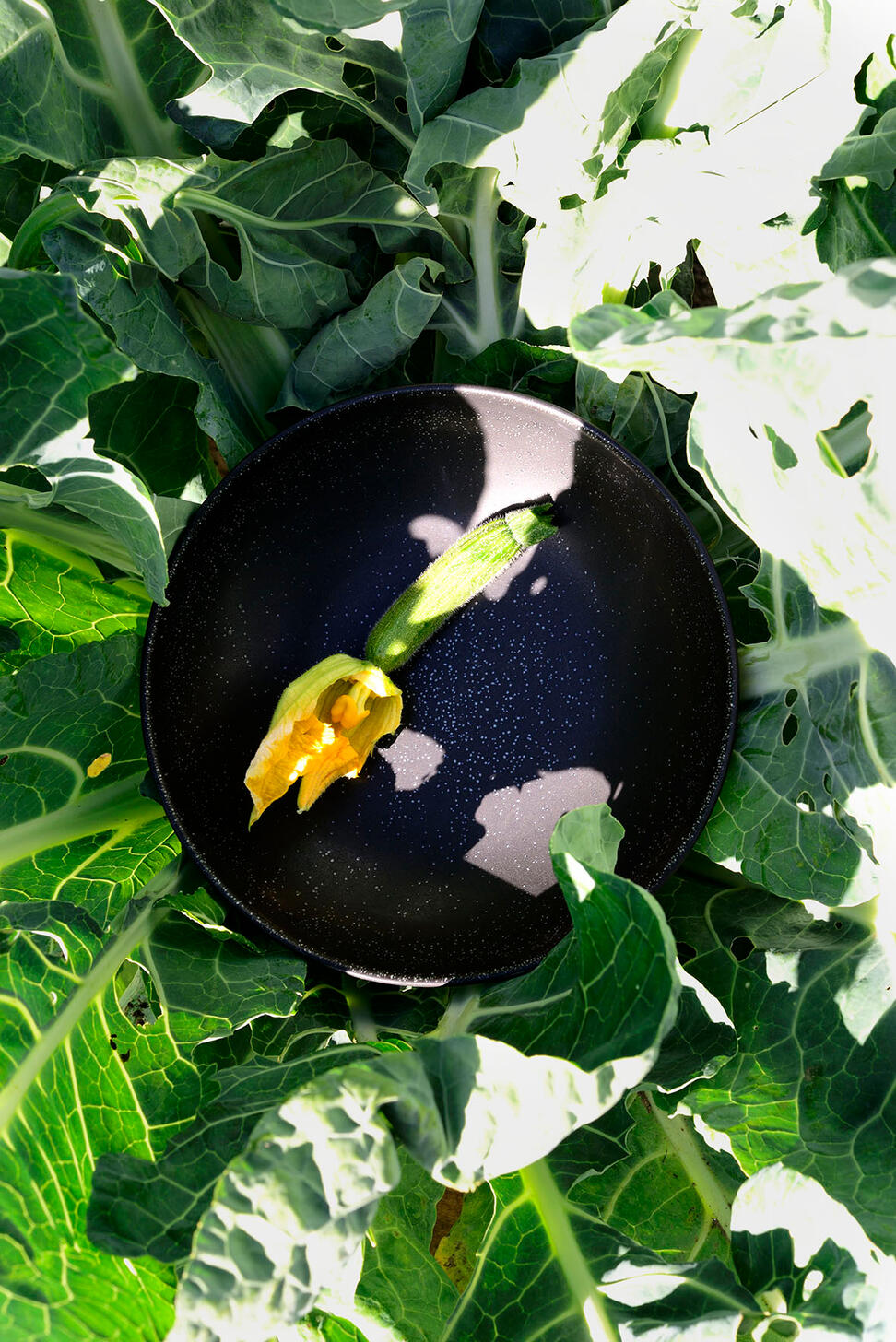 L Tourron Céleste Plate